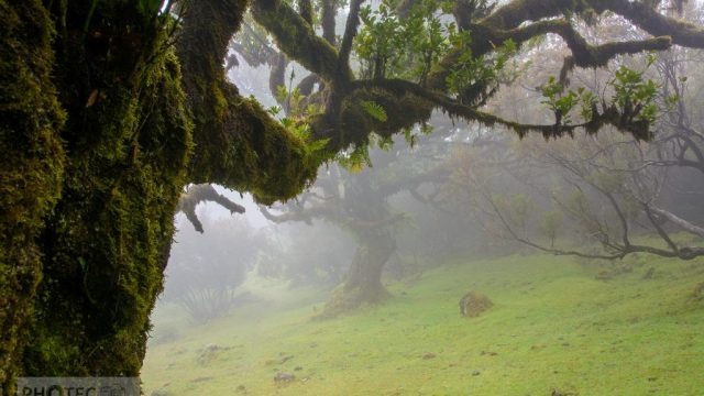 Madeira Island