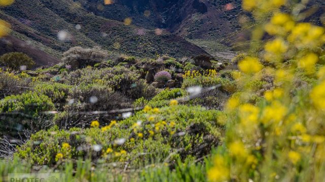 Teidenationalpark, Masca, Garachico, Puerto del la Cruz
