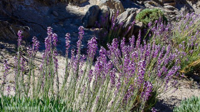 Teidenationalpark, Masca, Garachico, Puerto del la Cruz