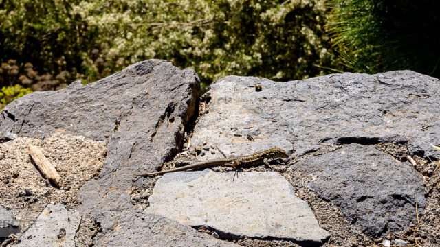 Teidenationalpark, Masca, Garachico, Puerto del la Cruz