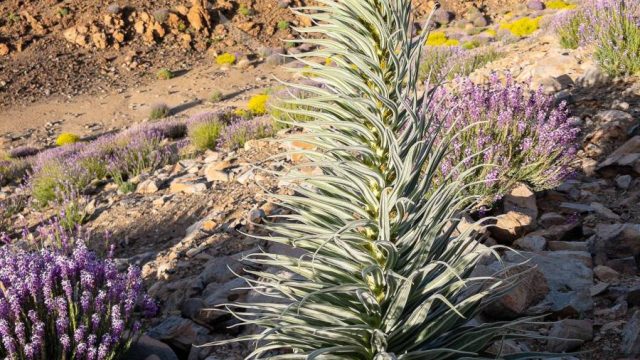 Teidenationalpark, Masca, Garachico, Puerto del la Cruz