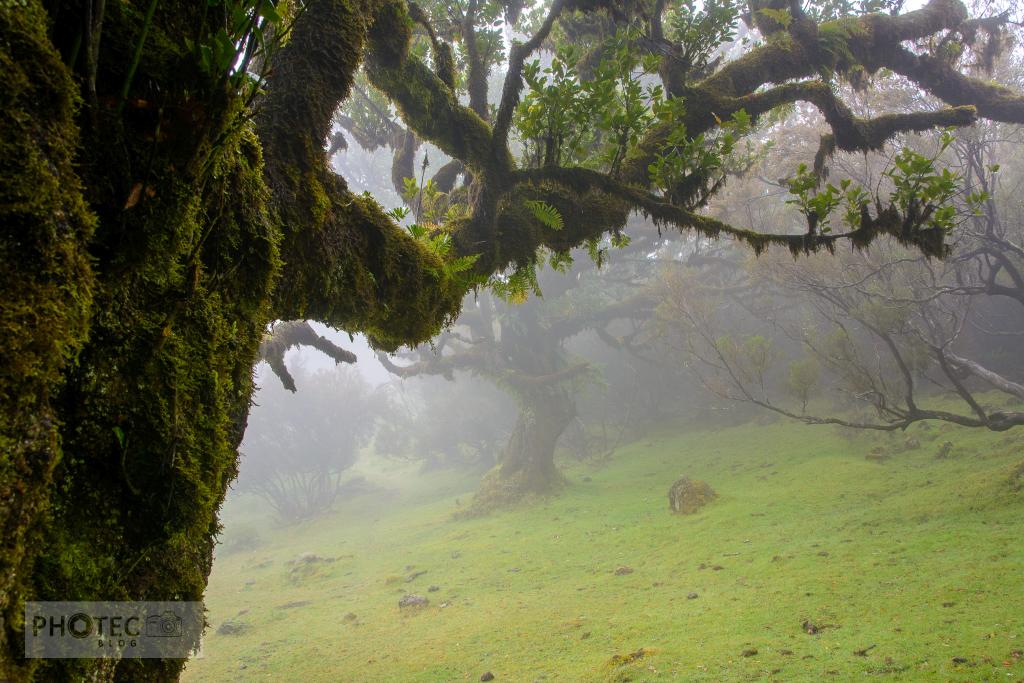 Madeira Island