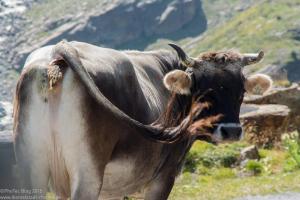 Ried im Oberinntal