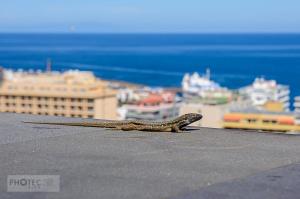 Teneriffa: Puerto del la Cruz (La Paz)