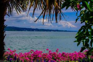Bodensee:Mainau