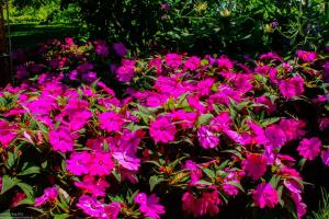 Bodensee:Mainau