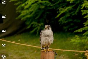 Tierisch
