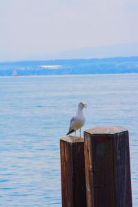 Bodensee:Meersburg