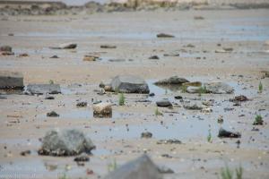 Nordsee / Neuharlingersiel 2012