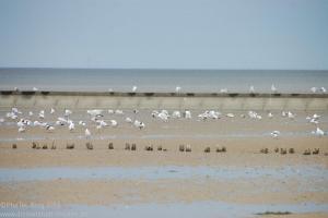 Nordsee / Neuharlingersiel 2012