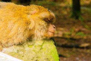 Bodensee:Unteruhldingen