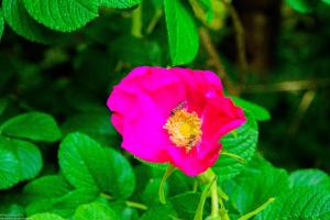 Bodensee:Unteruhldingen