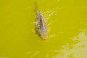 Bodensee:Unteruhldingen