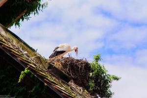 Bodensee:Unteruhldingen