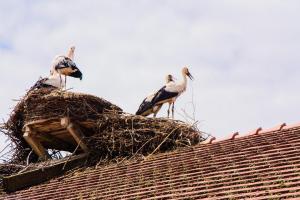 Bodensee:Unteruhldingen