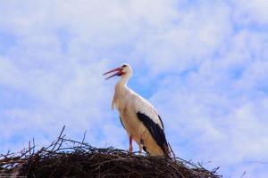 Bodensee:Unteruhldingen