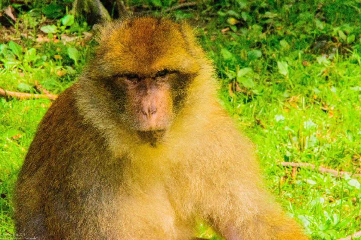 Bodensee:Unteruhldingen