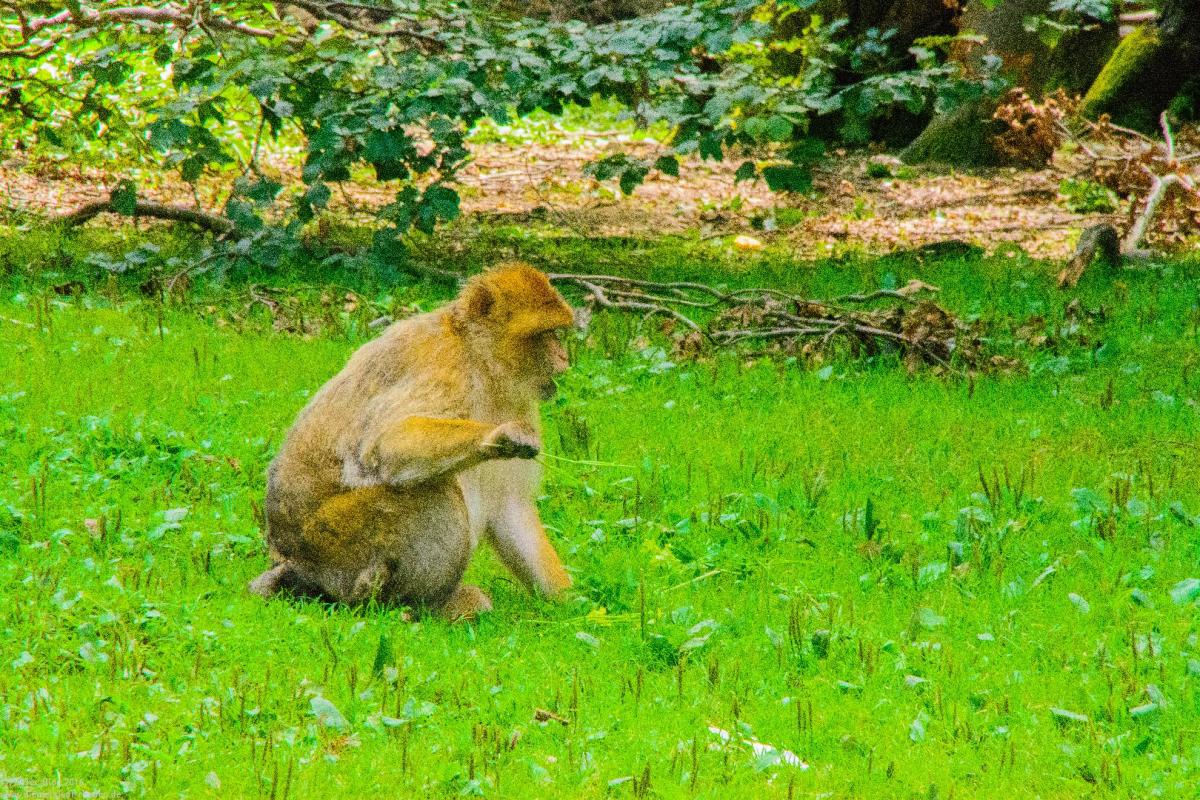 Bodensee:Unteruhldingen