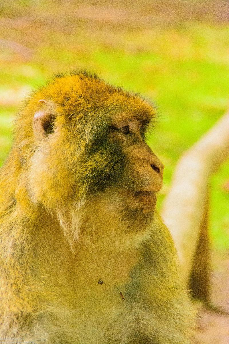 Bodensee:Unteruhldingen