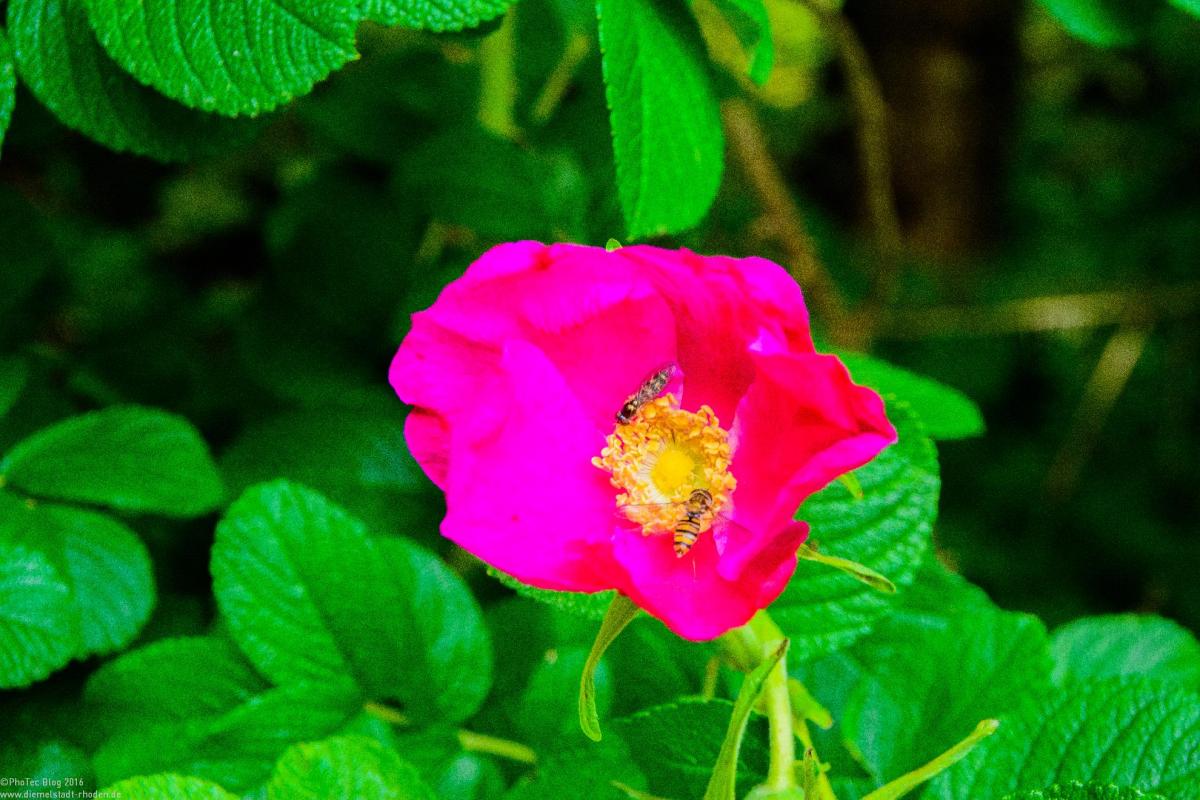 Bodensee:Unteruhldingen