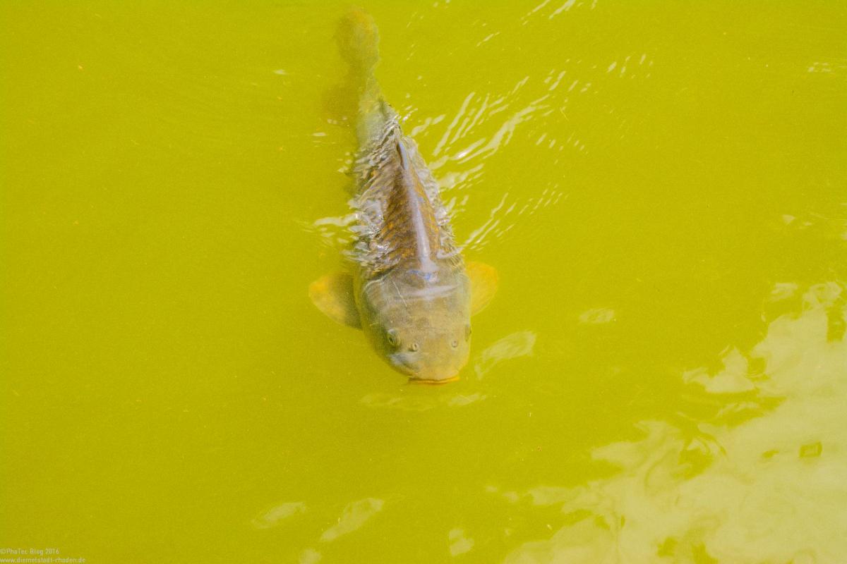 Bodensee:Unteruhldingen