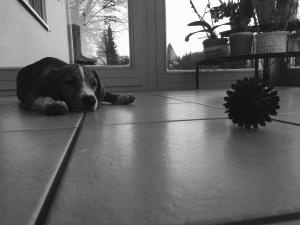 Tierisch