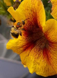 Tierisch