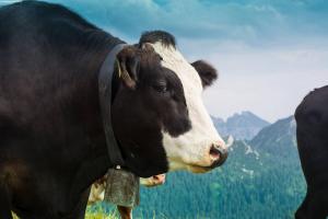 Tierisch