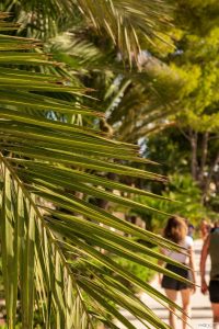 Alcudia 2025 / Mallorca